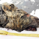 Illustration for article titled Huge, Shaggy Head of 30,000-Year-Old Wolf Unearthed in Siberia